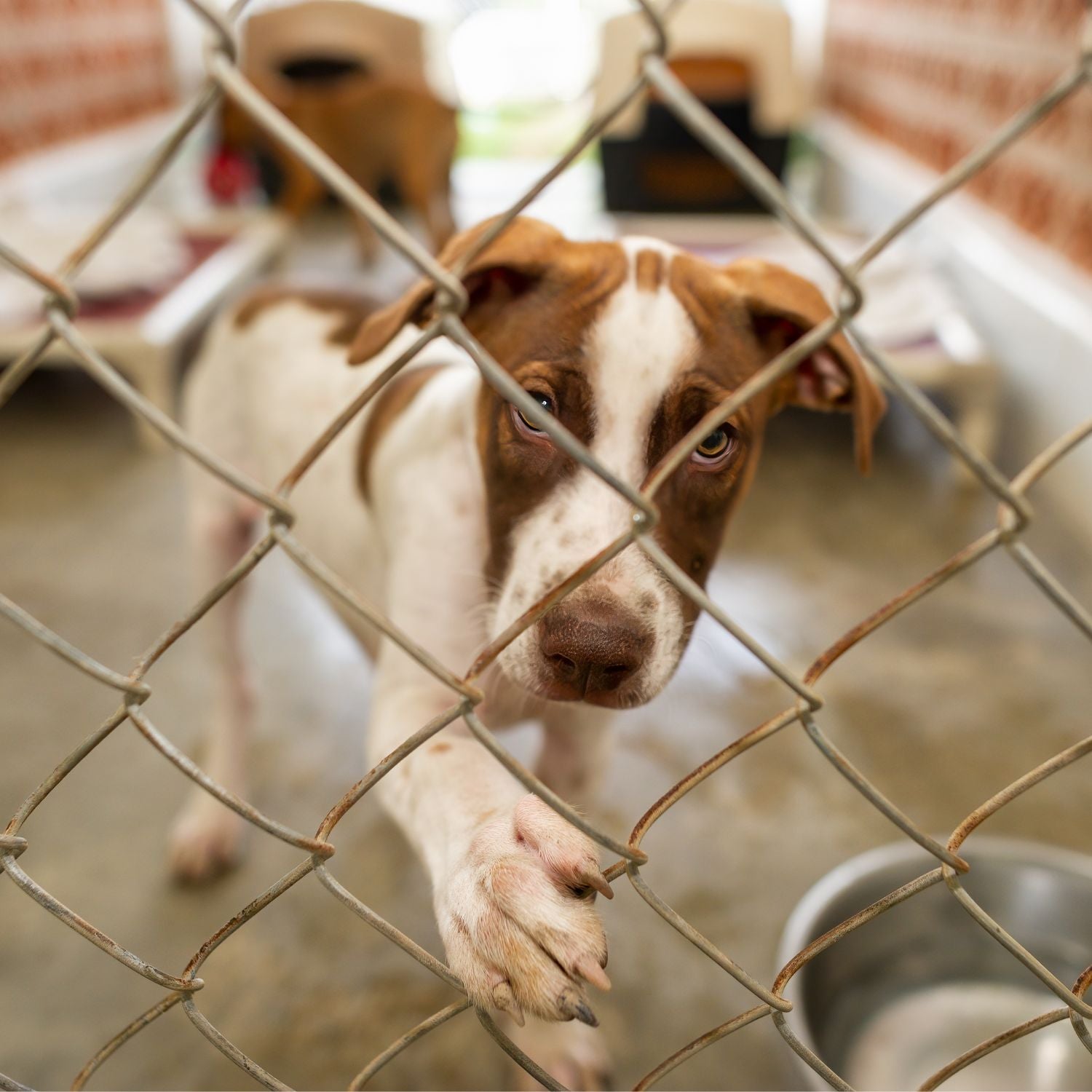 Help a pet in need. – Rescue Tale