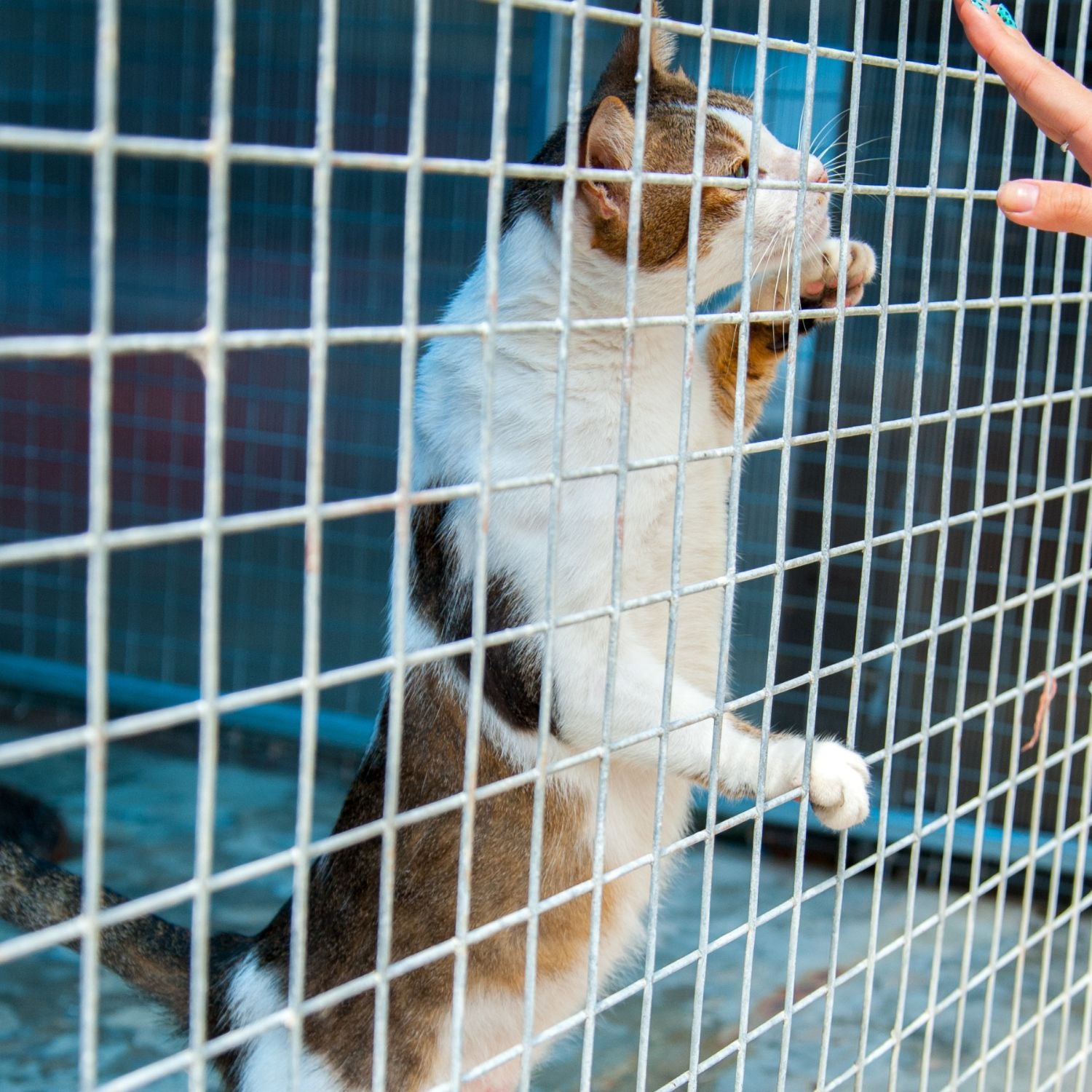 Help a pet in need. – Rescue Tale